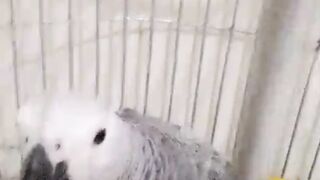 Talking Birds Compilation  Parrots Being Funny