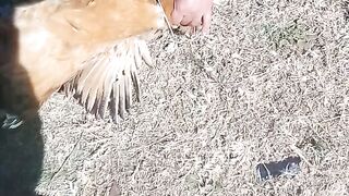 How to kill chicken