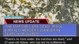 The Marshes Are Dead Iraqi Buffalo Herders Wand