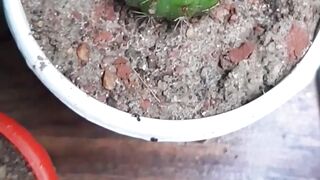 mixed plant