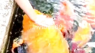 Clam Moments with Colorful Koi