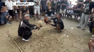 DAFTAR BOSPLAY AGEN SABUNG AYAM ONLINE RESMI AMAN DAN TERPERCAYA DI INDONESIA