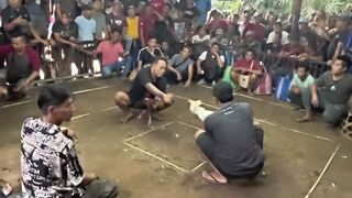 DAFTAR BOSPLAY AGEN SABUNG AYAM ONLINE TERBAIK DAN TERPERCAYA DI INDONESIA