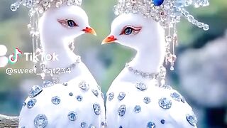 beautiful birds tranding song video foryou tiktok