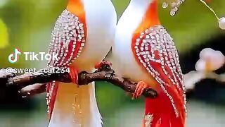 beautiful birds tranding song video foryou tiktok 2