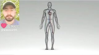 Blood circulation System