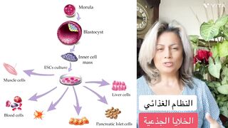 البرنامج الغذائي لنمو الخلايا الجذعية احذر هذه الاغذية ركز على هذه الاغذية