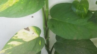 My balcony Garden