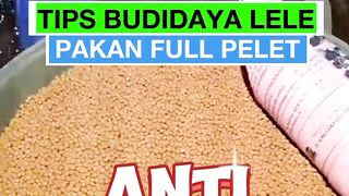 TIPS budidaya lele FULL pelet anti BONCOS