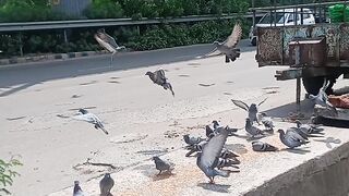 A birds flying