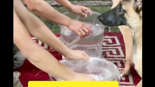 Funny dog video 16