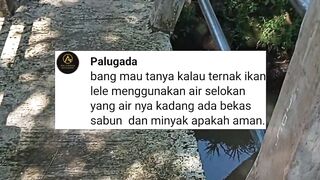 Jangan budidaya lele dengan AIR SUNGAI kalau belum tau cara mengolahnya