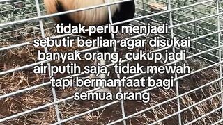 DAFTAR BOSPLAY AGEN SABUNG AYAM RESMI AMAN DAN TERPERCAYA DI INDONESIA 2
