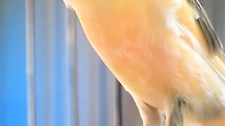 the sound of a canary