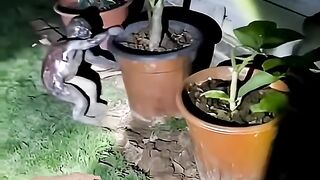 Tuyul ini sangat sial