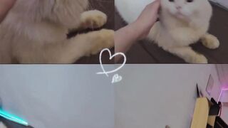 cutie persian cat