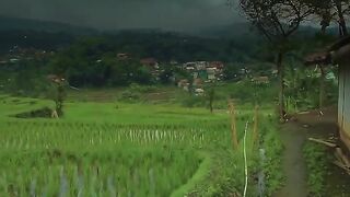 Beautiful crops land