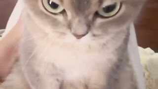 beautiful cats 2