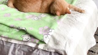 cute pets 13