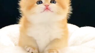 Funny kitten 6