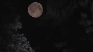 Neil Young - Harvest Moon [Official Music Video]