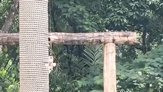 Tiger show