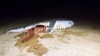 When a shark eats a human