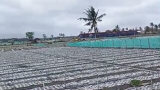 Tanam cabai