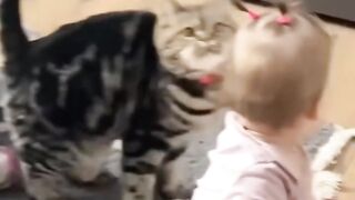 Babies  Cats