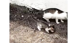Cute Cat 49