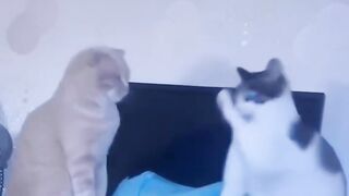 مواقف مضحكة للقطط