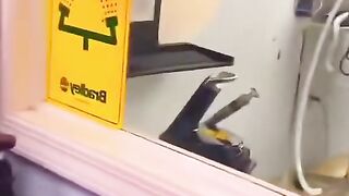 Cats Funny and Cute Reactions During Injections