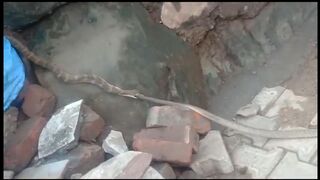 A snake eats another snake