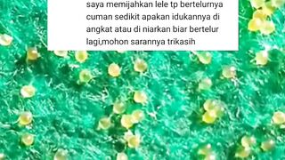 Terkadang induk lele KAWIN suka kesianganLakukan hal ini