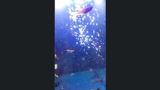 Blue Aquarium