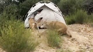 funnyvideos 9