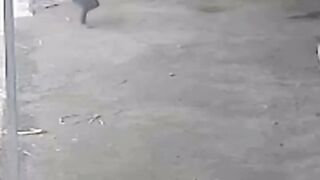 Animal Video 2