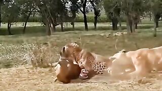 funnyanimals 11
