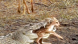 animals video 2