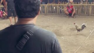 DAFTAR BOSPLAY AGEN SABUNG AYAM ONLINE TERBESAR RESMI AMAN DANA TERPERCAYA 3
