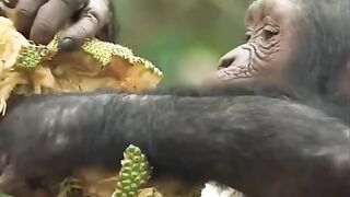 Simpanse Ternyata Doyan Nangka