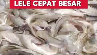 Ingin budidaya ikan lele HEMAT pakanCoba cara ini