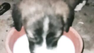 Tiny Puppy Drinking Milk for the First Time