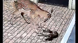 Mama deer almost kills her fawn after  for more nature videos.
