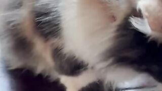 Felix