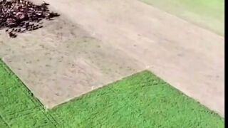Beginilah cara orang luar mengelola peternakan sapi yang besar