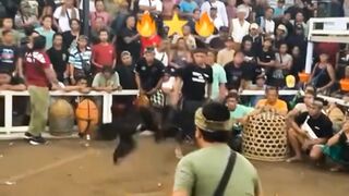 DAFTAR BOSPLAY AGEN SABUNG AYAM ONLINE TERBESAR RESMI AMAN DAN TERPERCAYA 2