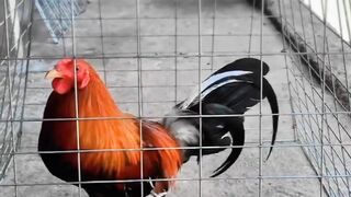 DAFTAR BOSPLAY AGEN SABUNG AYAM ONLINE TERBESAR RESMI AMAN DAN TERPERCAYA 3