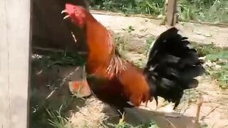DAFTAR BOSPLAY AGEN SABUNG AYAM ONLINE TERBESAR RESMI AMAN DAN TERPERCAYA 4