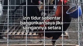 DAFTAR BOSPLAY AGEN SABUNG AYAM ONLINE TERBESAR RESMI AMAN DAN TERPERCAYA 5